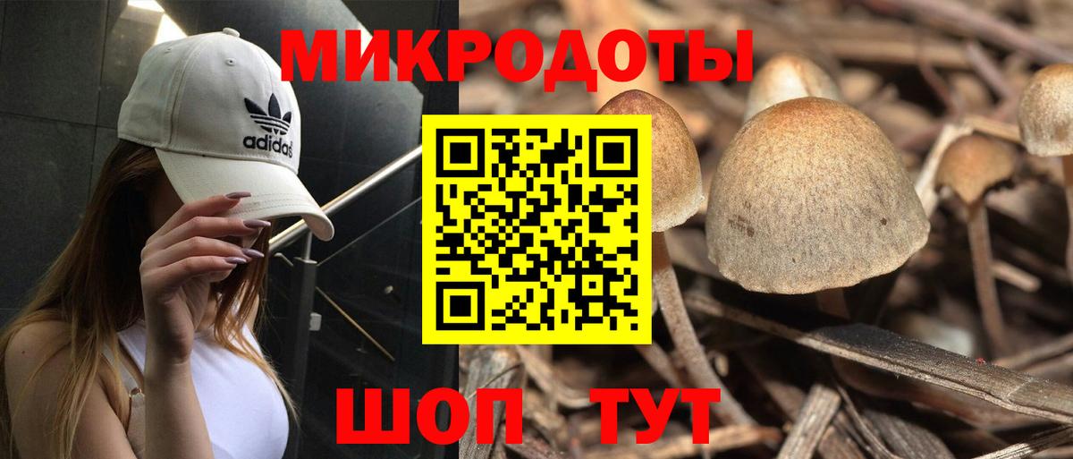 Галлюциногенные грибы Psilocybine cubensis Братск